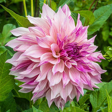 Load image into Gallery viewer, Dahlia 2025