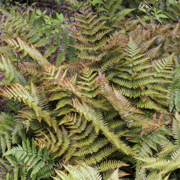 Fern Brilliance #1