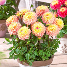 Load image into Gallery viewer, Dahlia 2025
