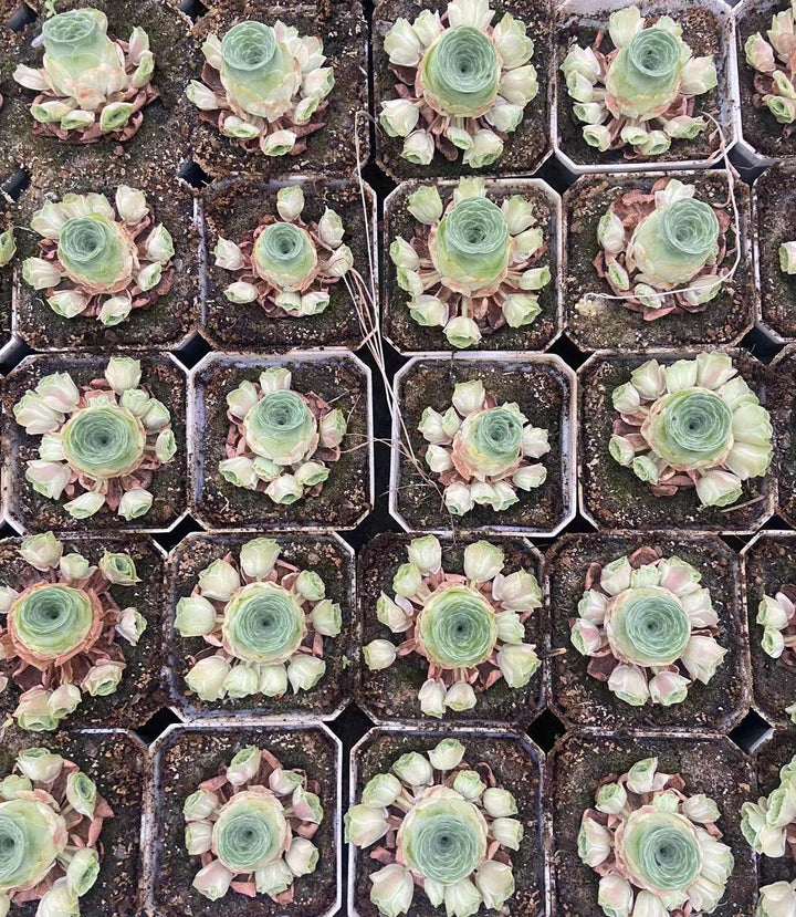 Aeonium Greenovia Starry Cluster
