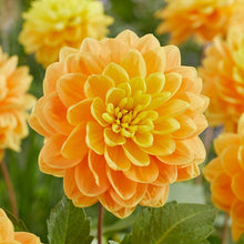 Load image into Gallery viewer, Dahlia 2025
