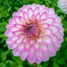Load image into Gallery viewer, Dahlia 2025
