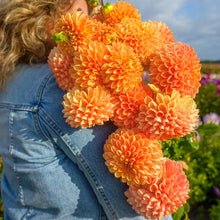 Load image into Gallery viewer, Dahlia 2025
