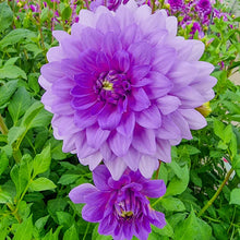 Load image into Gallery viewer, Dahlia 2025
