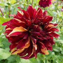 Load image into Gallery viewer, Dahlia 2025
