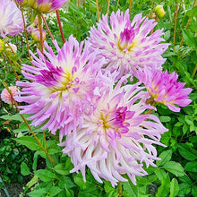 Load image into Gallery viewer, Dahlia 2025
