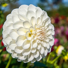 Load image into Gallery viewer, Dahlia 2025
