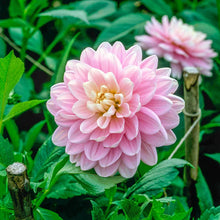 Load image into Gallery viewer, Dahlia 2025
