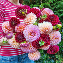Load image into Gallery viewer, Dahlia 2025

