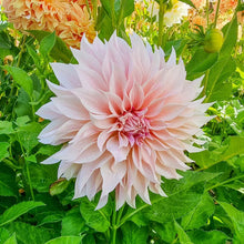 Load image into Gallery viewer, Dahlia 2025

