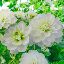 Load image into Gallery viewer, Dahlia 2025
