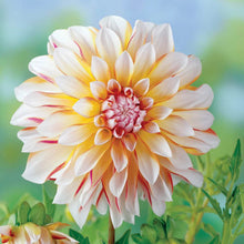 Load image into Gallery viewer, Dahlia 2025
