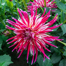 Load image into Gallery viewer, Dahlia 2025
