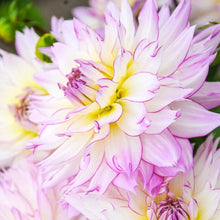 Load image into Gallery viewer, Dahlia 2025

