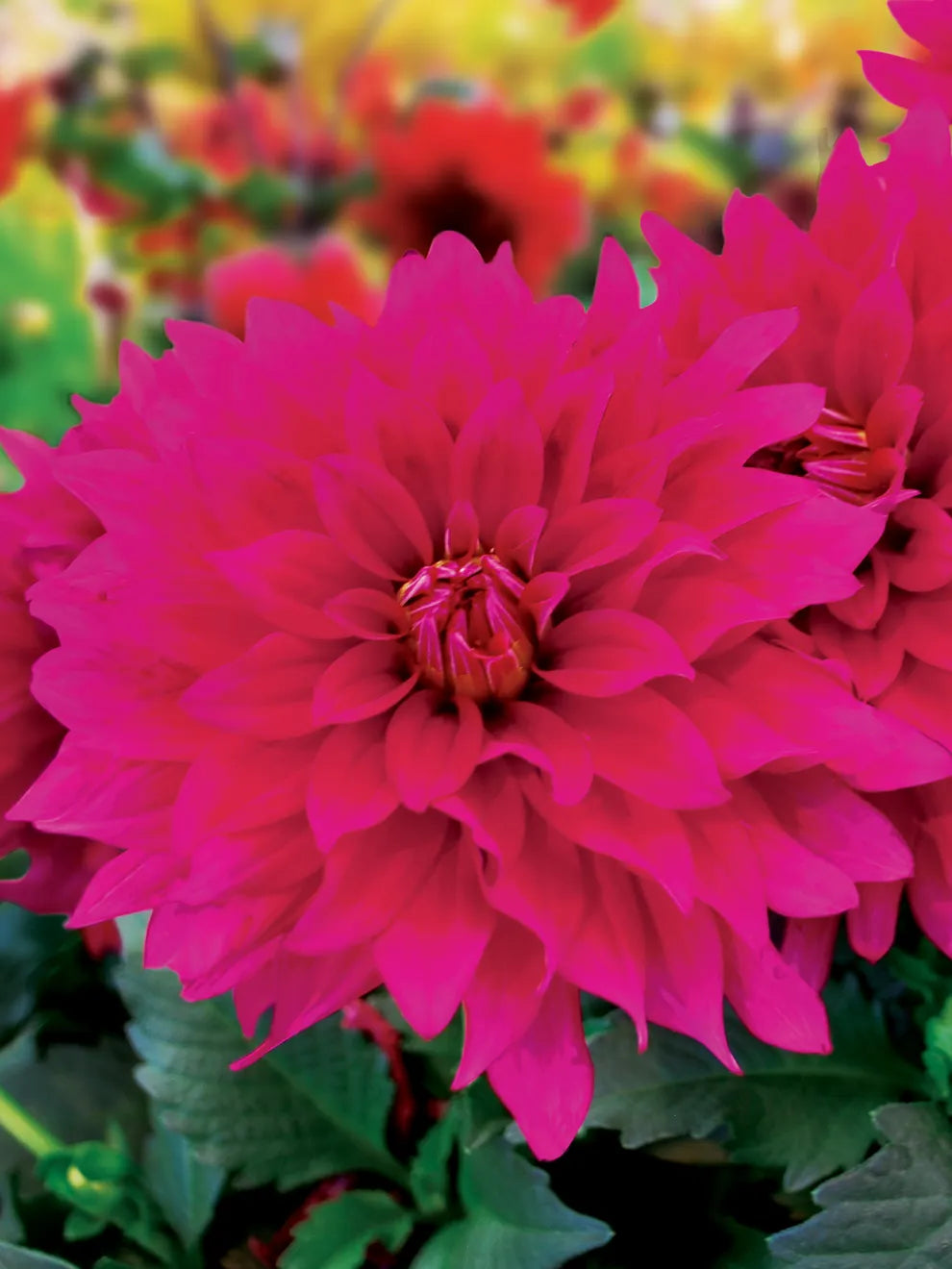 Dahlia, LaBella Maggiore Purple #2