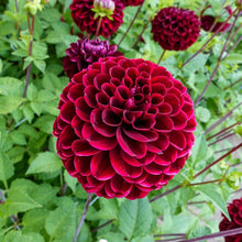 Load image into Gallery viewer, Dahlia 2025
