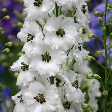 Load image into Gallery viewer, Delphinium Nw Zland- #1
