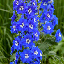 Load image into Gallery viewer, Delphinium Nw Zland- #1
