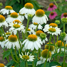 Load image into Gallery viewer, Echinacea PowWow #1
