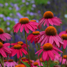 Load image into Gallery viewer, Echinacea PowWow #1
