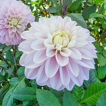 Load image into Gallery viewer, Dahlia 2025
