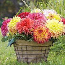 Load image into Gallery viewer, Dahlia 2025
