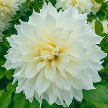 Load image into Gallery viewer, Dahlia 2025
