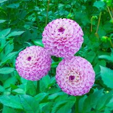 Load image into Gallery viewer, Dahlia 2025
