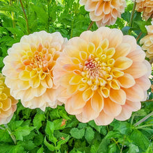 Load image into Gallery viewer, Dahlia 2025
