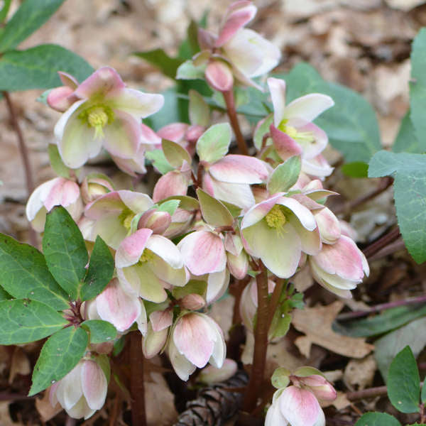 Helleborus Ivory Prince #1