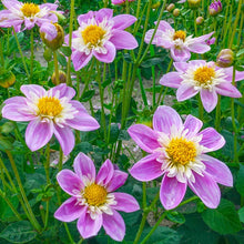Load image into Gallery viewer, Dahlia 2025
