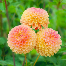 Load image into Gallery viewer, Dahlia 2025
