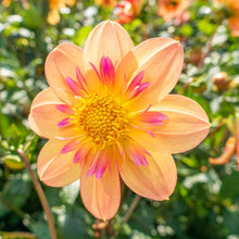 Load image into Gallery viewer, Dahlia 2025
