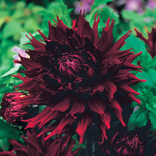 Load image into Gallery viewer, Dahlia 2025
