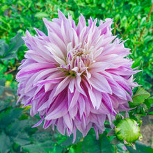 Load image into Gallery viewer, Dahlia 2025
