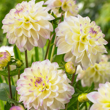 Load image into Gallery viewer, Dahlia 2025
