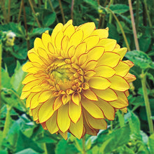 Load image into Gallery viewer, Dahlia 2025
