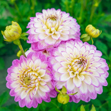 Load image into Gallery viewer, Dahlia 2025
