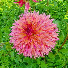 Load image into Gallery viewer, Dahlia 2025
