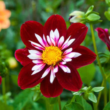 Load image into Gallery viewer, Dahlia 2025

