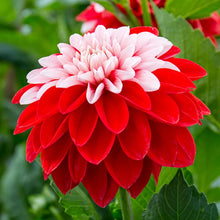 Load image into Gallery viewer, Dahlia 2025
