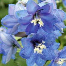 Load image into Gallery viewer, Delphinium Pacific GT- #1
