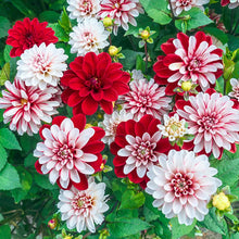 Load image into Gallery viewer, Dahlia 2025

