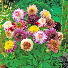 Load image into Gallery viewer, Dahlia 2025
