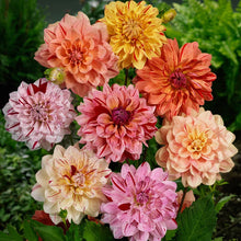 Load image into Gallery viewer, Dahlia 2025

