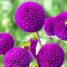 Load image into Gallery viewer, Dahlia 2025
