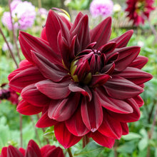 Load image into Gallery viewer, Dahlia 2025
