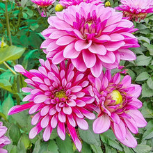 Load image into Gallery viewer, Dahlia 2025
