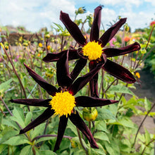 Load image into Gallery viewer, Dahlia 2025
