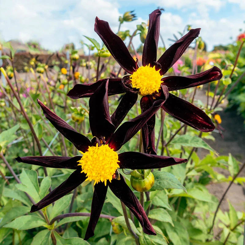 Dahlia 2025